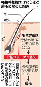 薄毛防止、コラーゲンがカギ？ 東京医科歯科大グループ