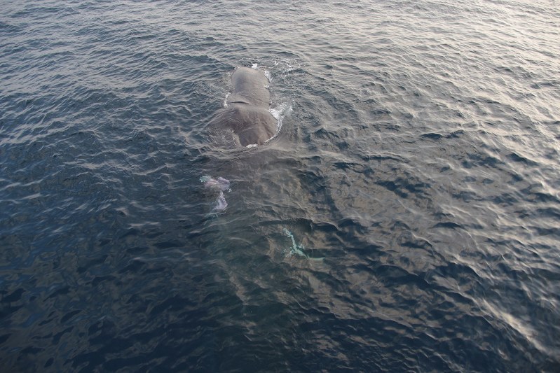 クジラ出血で海面赤く 伊東港にえい航
