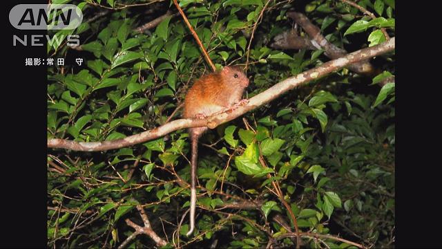 国内生息の動植物41種、希少種指定へ