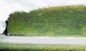 銅剣にサメの絵、弥生人が信仰？ 日本海側で広がったか