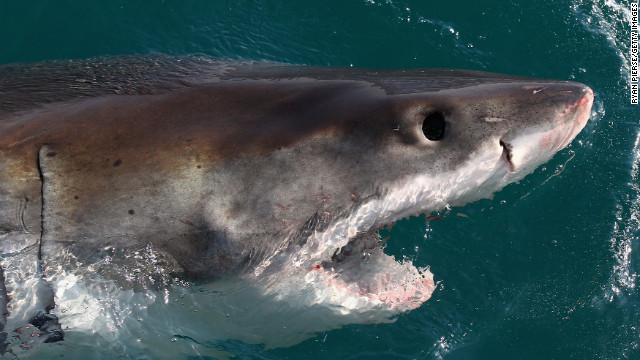 世界のサメ襲撃件数、１５年は過去最高を記録