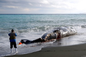 小田原にクジラの死骸漂着 伊豆大島沖で高速船と衝突か