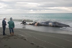 ＜クジラの死骸＞小田原の海岸に 高速船と衝突、漂着か