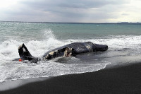 小田原にクジラ漂着 2016年02月14日