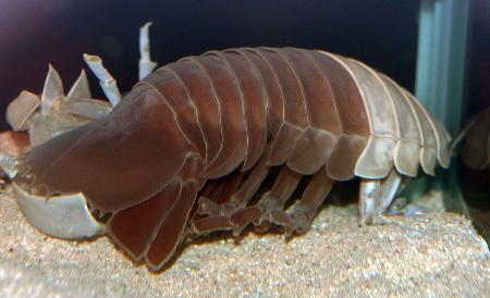 世界初！？ダイオウグソクムシ 脱皮確認