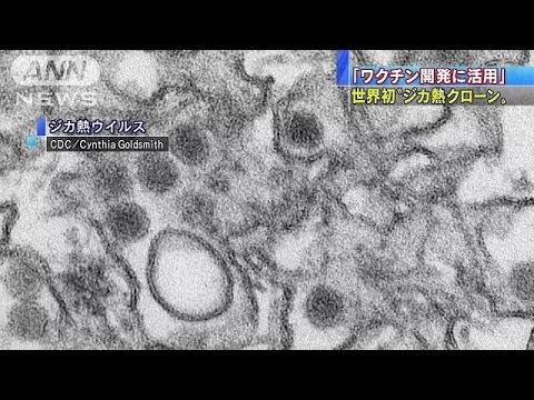 ジカ熱の原因ウイルス作製に成功 ワクチン開発にも期待