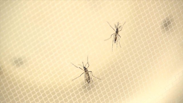 米 女性１４人、性的接触でジカ熱感染か