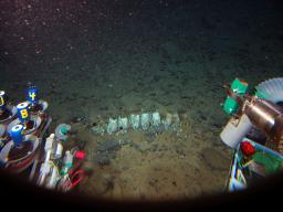 深海底のクジラ骨に新種生物 ブラジル沖の水深４千メートル