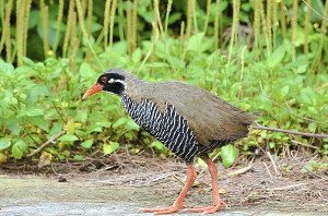 沖縄やんばる、世界遺産登録目指し国立公園化へ 2016年02月27日 13時01分