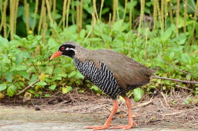 国立公園に 世界遺産登録へ前進 県が同意 ／沖縄