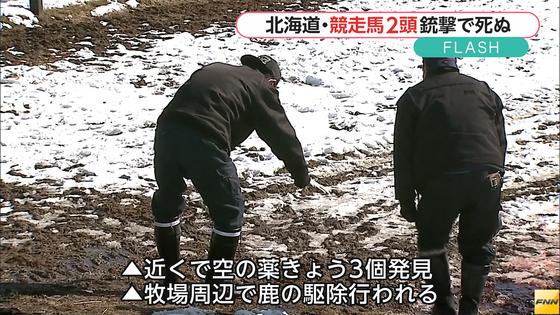 銃で撃たれたか…馬2頭死ぬ 近くに空の薬きょう