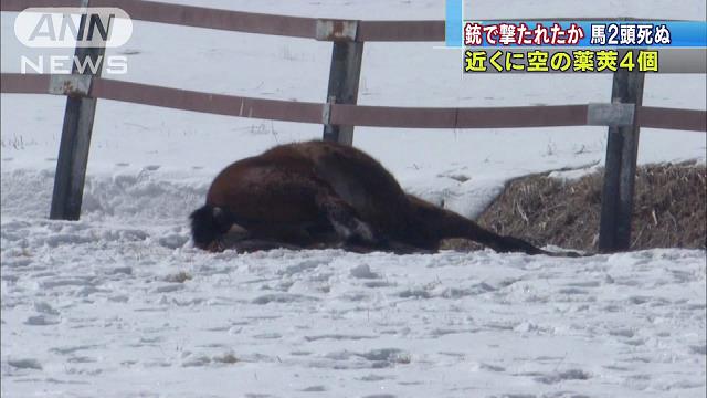名門牧場で競走馬２頭射殺か…死体近くに猟銃の空薬莢３個