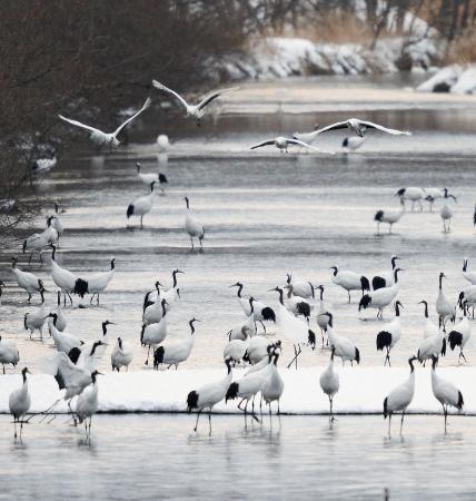 タンチョウ、過去最多を更新 北海道で１３２０羽