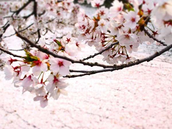 サクラ開花、東京がトップの２１日予想 大阪は月末ごろ