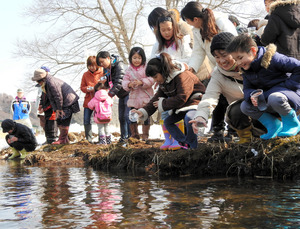 岩手）サケの稚魚３万匹を放流 盛岡・中津川