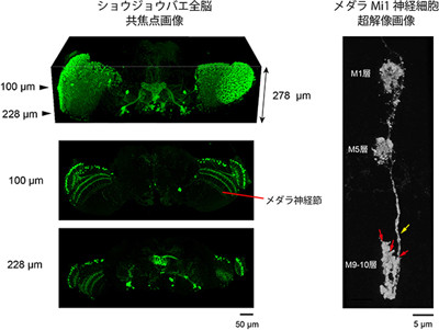 理研、シナプスの微細構造を捉える超解像イメージングが可能な試薬を開発