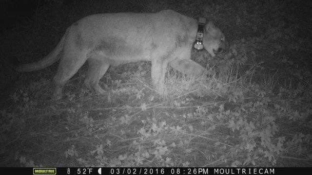 動物園に有名ピューマ侵入、飼育のコアラを捕食か ＬＡ