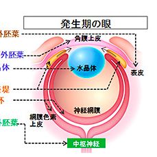 阪大研究チーム、iPS細胞から眼全体を発生させることに成功