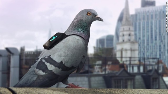 ハトのパトロール部隊、ロンドンの大気汚染を監視