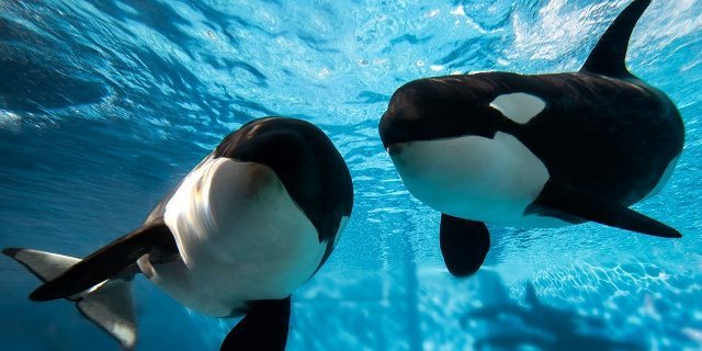 米シーワールド、シャチのショーと繁殖から撤退