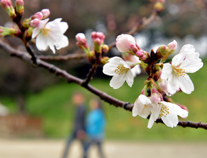 桜開花、福岡が今季トップ - 平年より４日早く