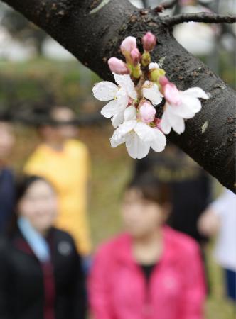 福岡市と名古屋市で桜開花、全国でトップ