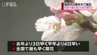 全国で最も早く桜が開花（福岡県）