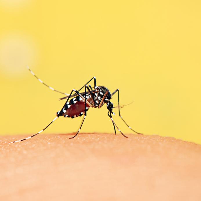 一家に一人はデング患者！？バリ島のデング熱事情