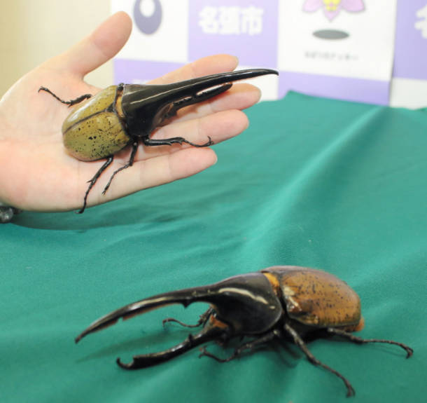 世界最大カブト登場 名張市、ふるさと納税返礼品