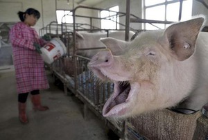アングル：中国の養豚家が大量廃業、主要輸出国に好機到来か