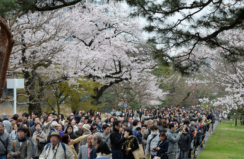 皇居・乾通り:桜が見ごろ…３日まで公開