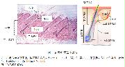 マウスiPS細胞から皮膚器官系の再生に成功 ～難治性皮膚、脱毛疾患への応用に期待 -- 北里大学