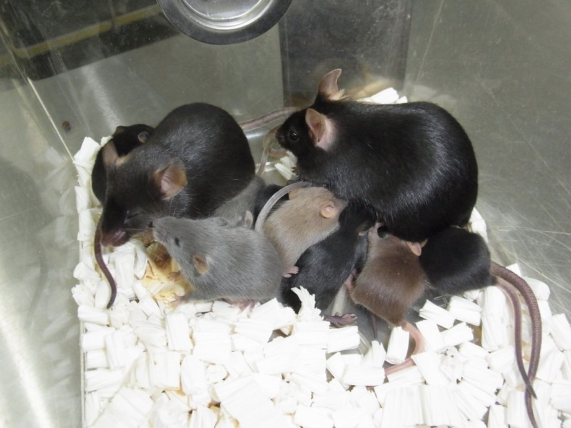 小保方氏から批判された若山氏が新研究発表 尿細胞からクローンマウス