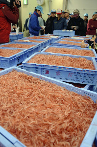 駿河湾のサクラエビ春漁解禁…水揚げ前年の9倍