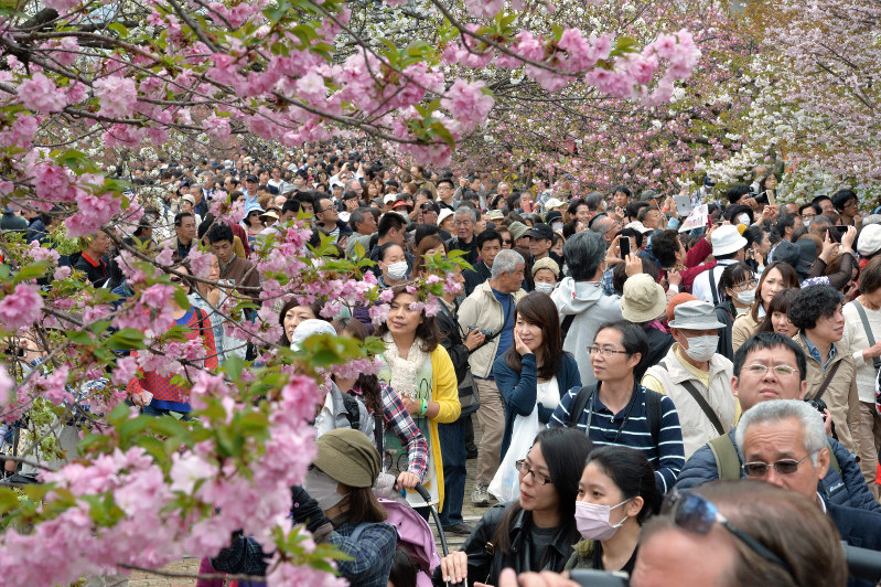 大阪・造幣局で「桜の通り抜け」