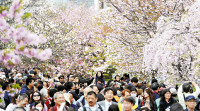 春色アーチ、「桜の通り抜け」始まる…造幣局 2016年04月08日