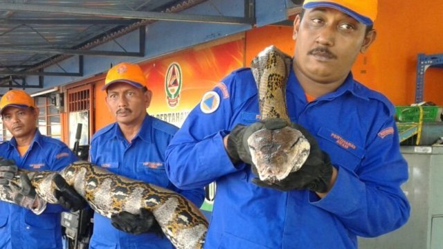 体長７．５メートル、世界最大級のヘビ死ぬ マレーシア