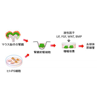 ヒトiPS細胞から作成した腎臓前駆細胞を8日で4倍に増やす方法-熊本大が開発