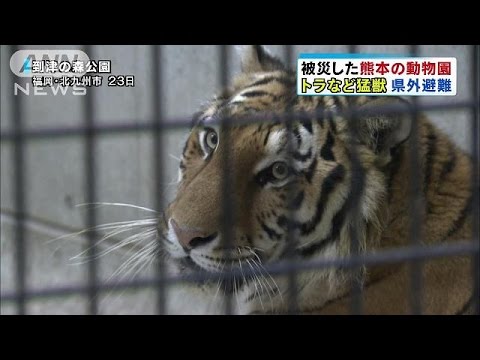 熊本地震 ユキヒョウ「スピカ」到着 大牟田市動物園 2016年04月24日