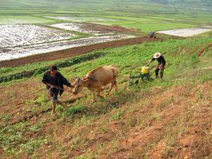 北朝鮮食糧生産量が2010年以来初の減少、飢餓悪化の恐れ＝ＦＡＯ