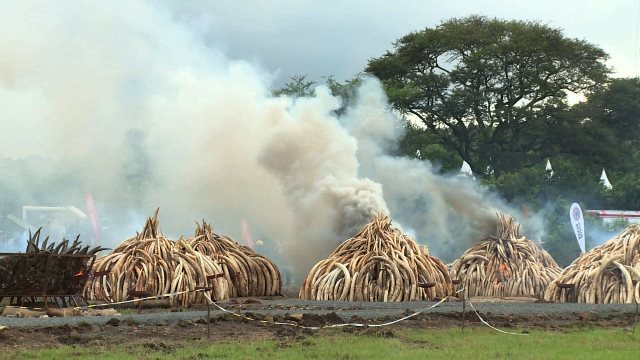 象牙８千頭分を焼却処分、違法取引への抗議で ケニア