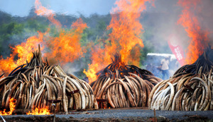 押収した象牙８千頭分を焼却 ケニア、ゾウ密猟撲滅訴え