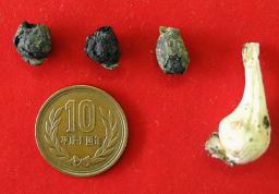 食用植物：国内最古、１．３万年前のネギ 煮炊きの跡発見－－宮崎の王子山遺跡