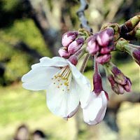 気象台が桜開花を発表