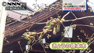 東京で桜が開花 平年より５日遅く