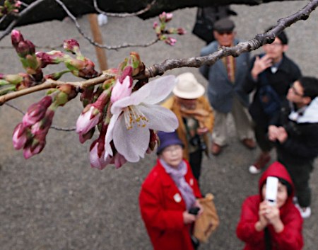 東京で桜が開花＝平年より５日遅く