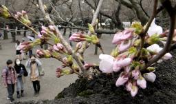 東京でも桜開花、関東では一番のり 平年より５日遅く