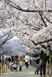 一気に満開、福岡市の桜