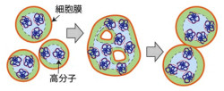 初期生命の細胞分裂を再現!? - 阪大ら、モデル細胞膜の自発的な分裂に成功