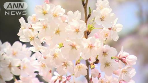 東京で桜“満開”発表 今週末が花見のチャンス(04/06 11:42)